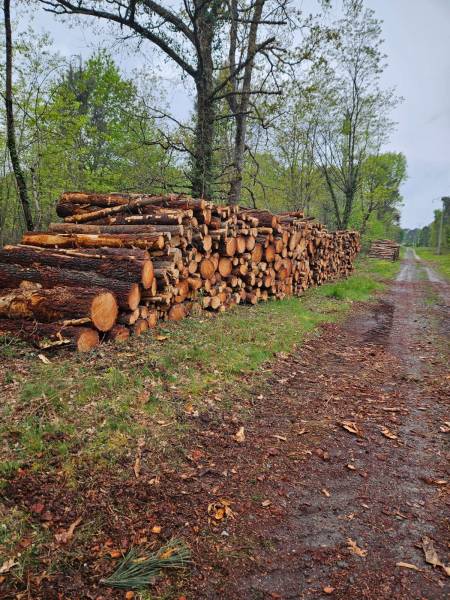Nettoyage d'un terrain boisé  de 3ha  sur la commune de Pian Médoc prés de Bordeaux : pour construction neuve