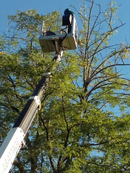 Extraction d'un nid de frelon asiatique sur Gradignan