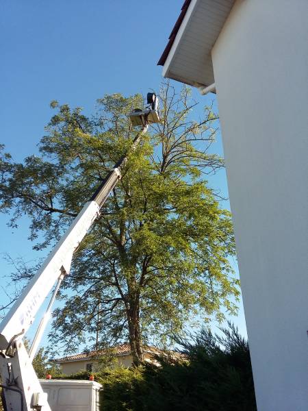 Extraction d'un nid de frelon asiatique sur Gradignan