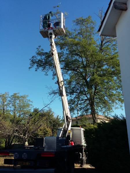 Extraction d'un nid de frelon asiatique sur Gradignan