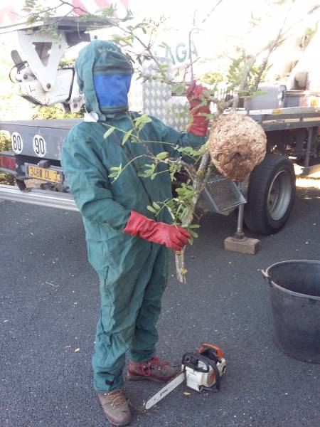 Extraction d'un nid de frelon asiatique sur Gradignan