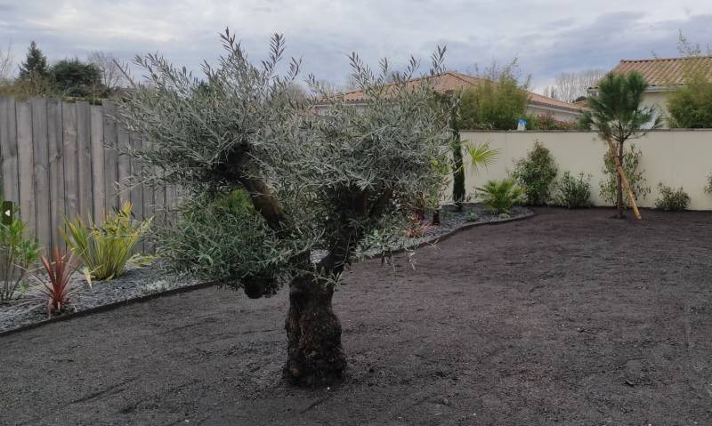 Création d'un massif exotique pour un jardin à Martillac près de Léognan