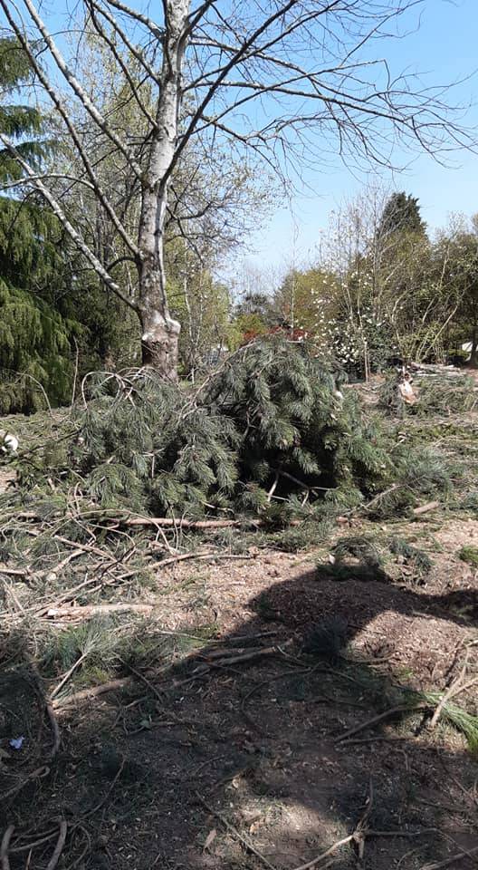 Nettoyage forestier et abattage sur un terrain à Pau pour l'aménagement d'une base de loisir