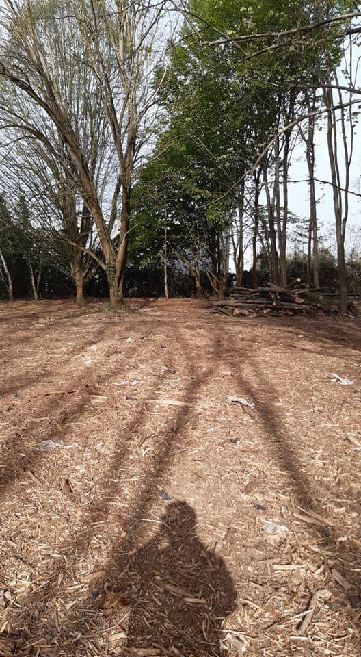 Nettoyage forestier et abattage sur un terrain à Pau pour l'aménagement d'une base de loisir