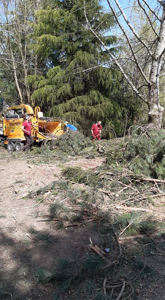 Nettoyage forestier et abattage sur un terrain à Pau pour l'aménagement d'une base de loisir
