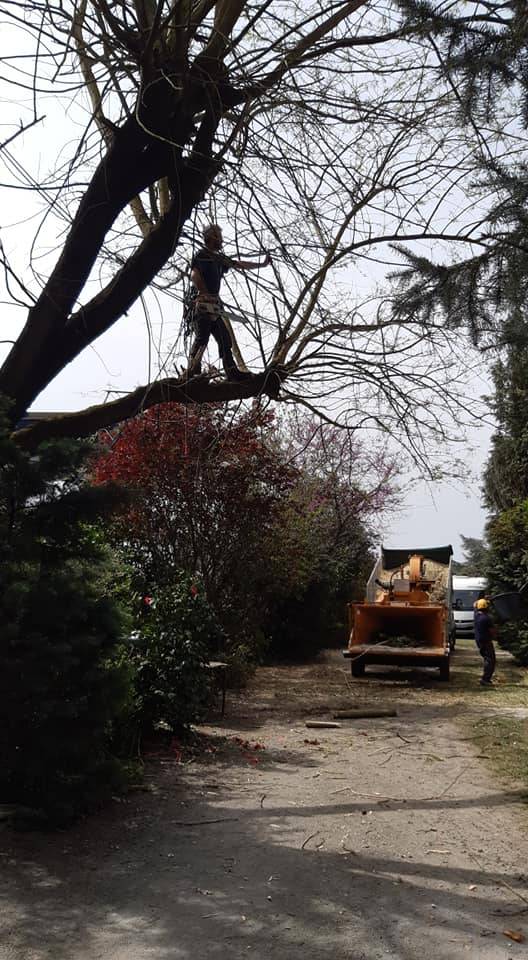 Nettoyage forestier et abattage sur un terrain à Pau pour l'aménagement d'une base de loisir