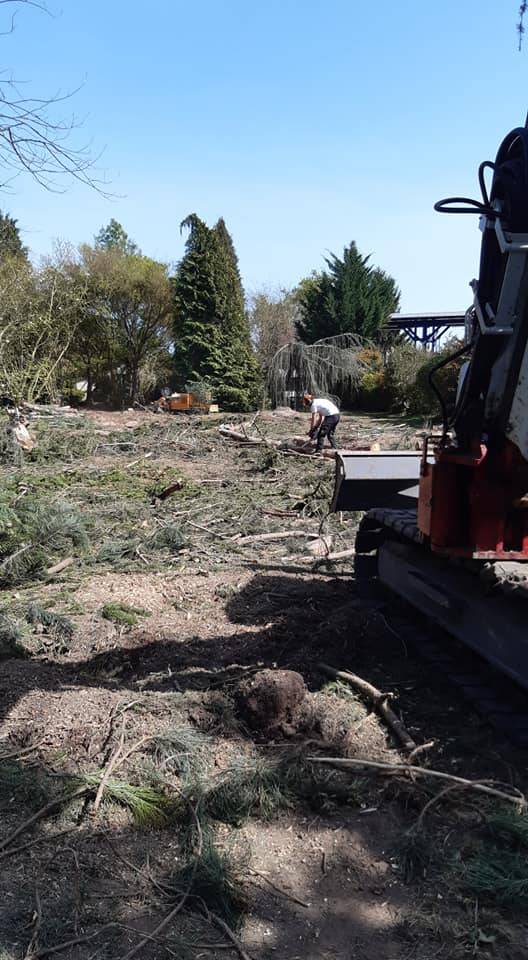  Devis gratuit pour Nettoyage  forestier et abattage sur un terrain à Pau pour l'aménagement d'une base de loisir